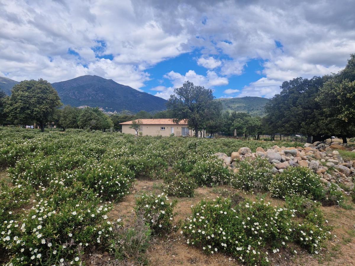 הוילה Moltifao Domaine U Filanciu - Casa Ghjulia - Centru Di Corsica מראה חיצוני תמונה